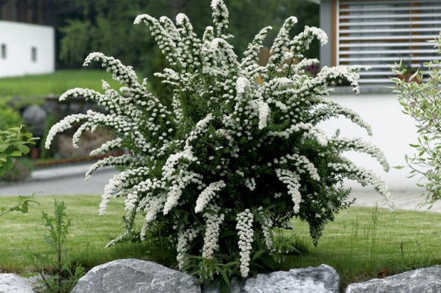 Спирея серая (Spiraea x cinerea) Спирея серая (Spiraea x cinerea)
