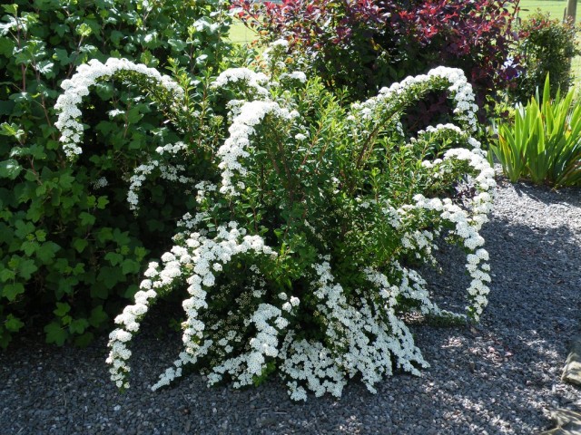 Спирея ниппонская (Spiraea nipponica) Спирея ниппонская (Spiraea nipponica)