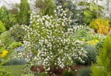 Спирея Вангутта (Spiraea x vanhouttei)