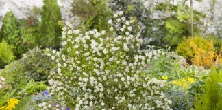 Спирея Вангутта (Spiraea x vanhouttei)
