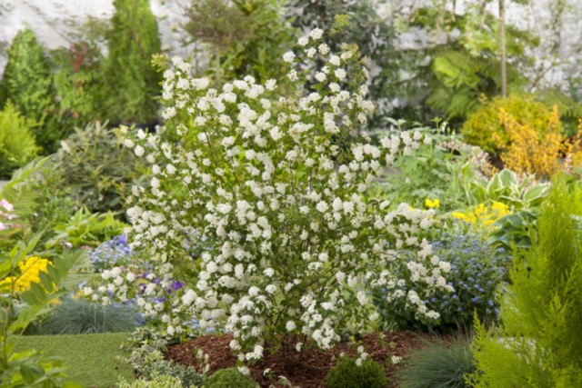 Спирея Вангутта (Spiraea x vanhouttei) Спирея Вангутта (Spiraea x vanhouttei)