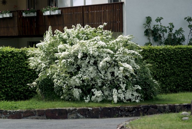Спирея Вангутта (Spiraea x vanhouttei) Спирея Вангутта (Spiraea x vanhouttei)