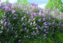Сирень венгерская (Syringa josikaea)