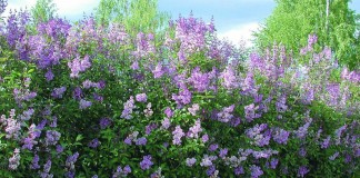 Сирень венгерская (Syringa josikaea)