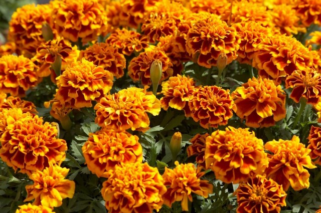 Бархатцы (Tagetes) Бархатцы (Tagetes)