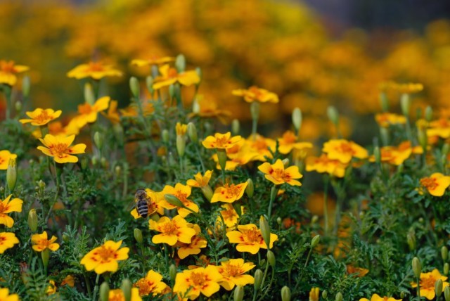 Бархатцы (Tagetes) Бархатцы (Tagetes)