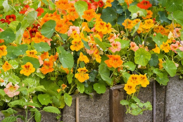 Настурция (Tropaeolum) Настурция (Tropaeolum)