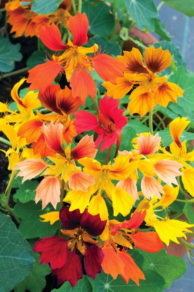 Настурция (Tropaeolum) Настурция (Tropaeolum)