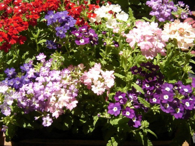Вербена (Verbena) Вербена (Verbena)