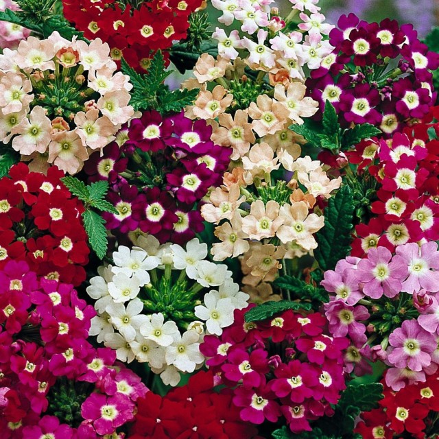 Вербена (Verbena) Вербена (Verbena)