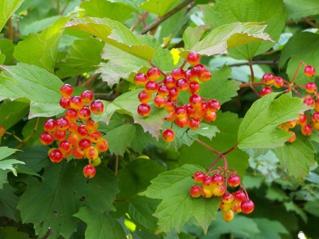 Калина обыкновенная, или Калина красная (Viburnum opulus) Калина обыкновенная, или Калина красная (Viburnum opulus)