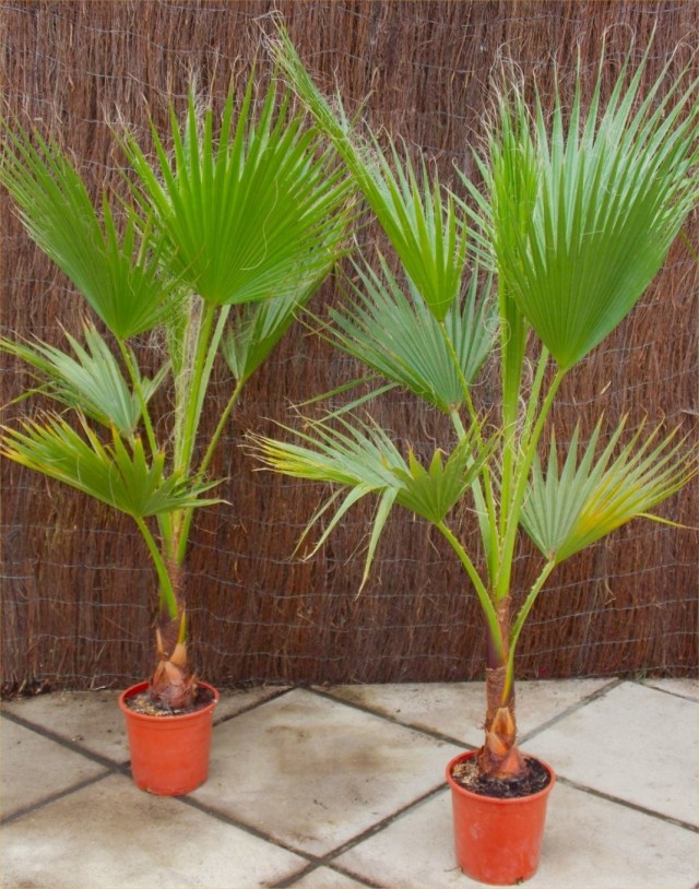 Вашингтонии мощные (Washingtonia robusta) в горшках Вашингтонии мощные (Washingtonia robusta) в горшках