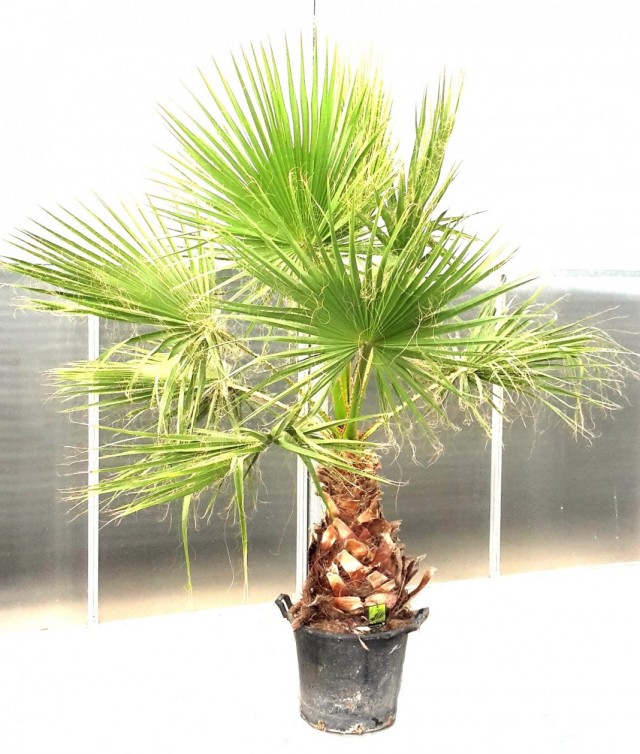 Пальма Вашингтония мощная (Washingtonia robusta) Пальма Вашингтония мощная (Washingtonia robusta)