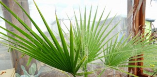 Вашингтония мощная (Washingtonia robusta)