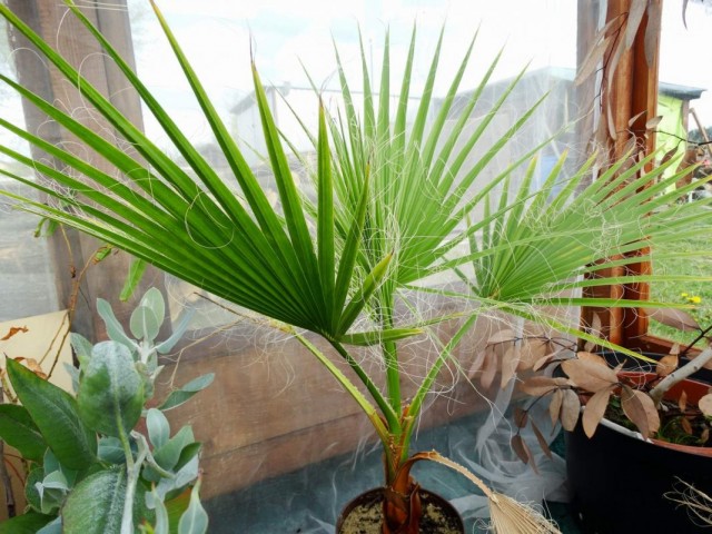 Вашингтония мощная (Washingtonia robusta) Вашингтония мощная (Washingtonia robusta)