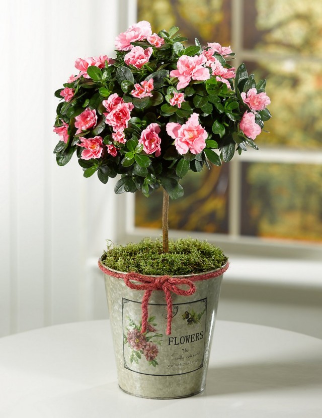 Азалия (Azalea), или Рододeндрон (Rhododendron) Азалия (Azalea), или Рододeндрон (Rhododendron)