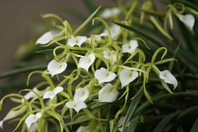 Орхидея Брассавола узловатая (Brassavola nodosa) Орхидея Брассавола узловатая (Brassavola nodosa)