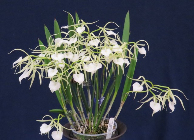 Орхидея Брассавола узловатая (Brassavola nodosa)