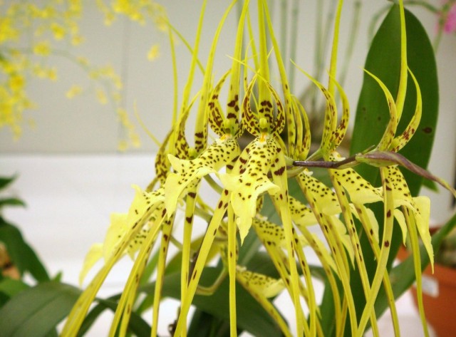 Орхидея Брассия (Brassia) Орхидея Брассия (Brassia)