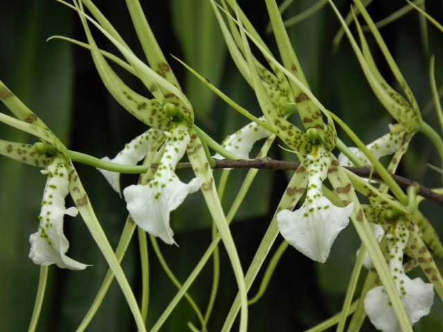 Орхидея Брассия (Brassia) Орхидея Брассия (Brassia)