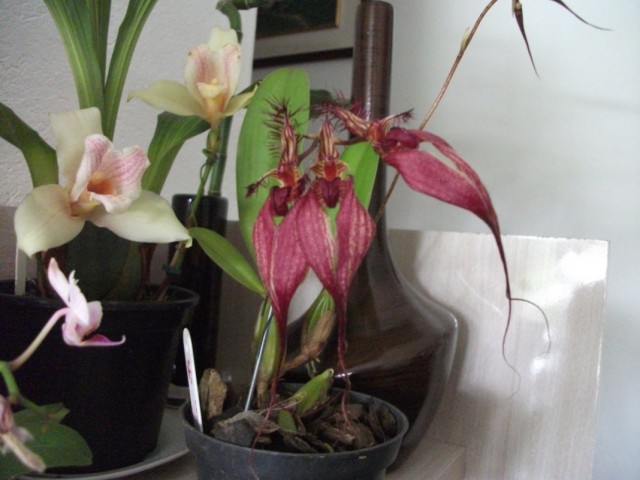 Орхидея Бульбофиллум Ротшильда (Bulbophyllum rothschildianum) Орхидея Бульбофиллум Ротшильда (Bulbophyllum rothschildianum)