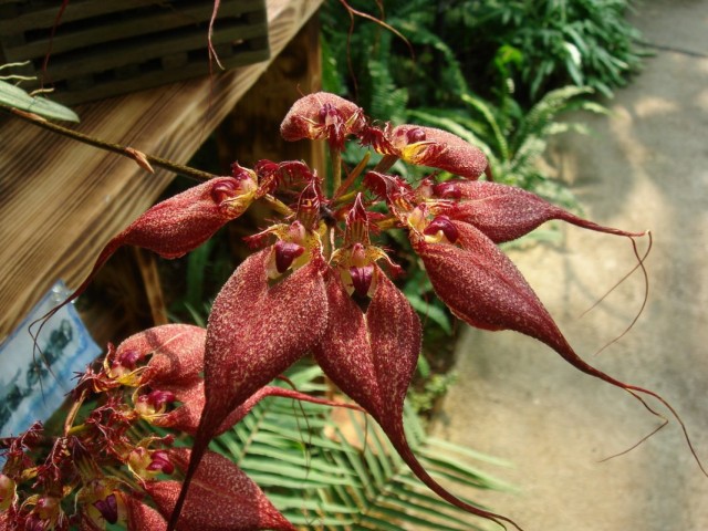Орхидея Бульбофиллум Ротшильда (Bulbophyllum rothschildianum) Орхидея Бульбофиллум Ротшильда (Bulbophyllum rothschildianum)