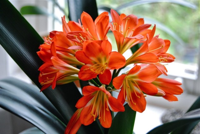 Кливия (Clivia) Кливия (Clivia)