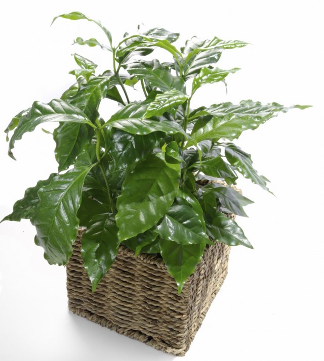 Кофе, или Кофейное дерево (Coffea) Кофе, или Кофейное дерево (Coffea)