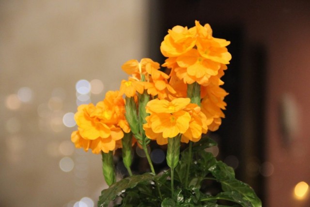 Кроссандра (Crossandra) Кроссандра (Crossandra)