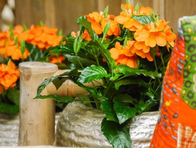 Кроссандра воронковидная (Crossandra infundibuliformis) Кроссандра воронковидная (Crossandra infundibuliformis)