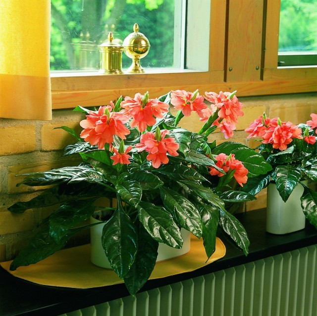 Кроссандра воронковидная (Crossandra infundibuliformis) Кроссандра воронковидная (Crossandra infundibuliformis)