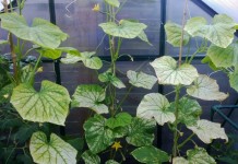 Почему желтеют, сохнут и скручиваются листья огурцов? Пожелтение листьев огурца