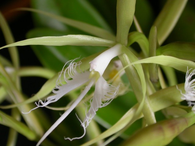 Орхидея Эпидендрум реснитчатый (Epidendrum ciliare) Орхидея Эпидендрум реснитчатый (Epidendrum ciliare)