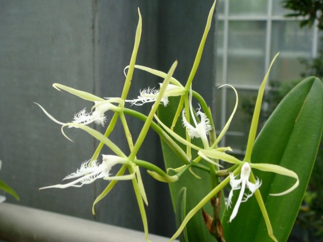 Орхидея Эпидендрум реснитчатый (Epidendrum ciliare) Орхидея Эпидендрум реснитчатый (Epidendrum ciliare)