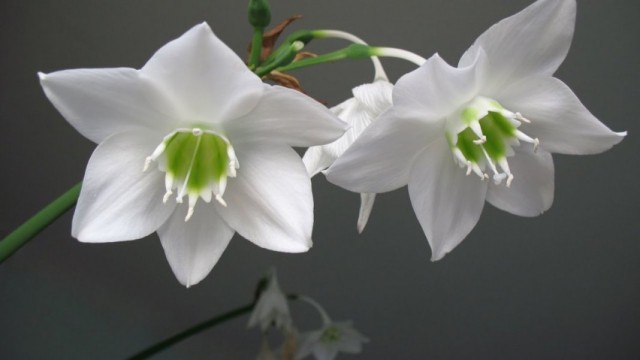 Эухарис, или амазонская лилия (Eucharis) Эухарис, или амазонская лилия (Eucharis)