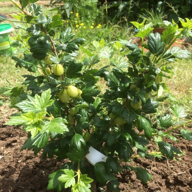 Куст крыжовника Куст крыжовника