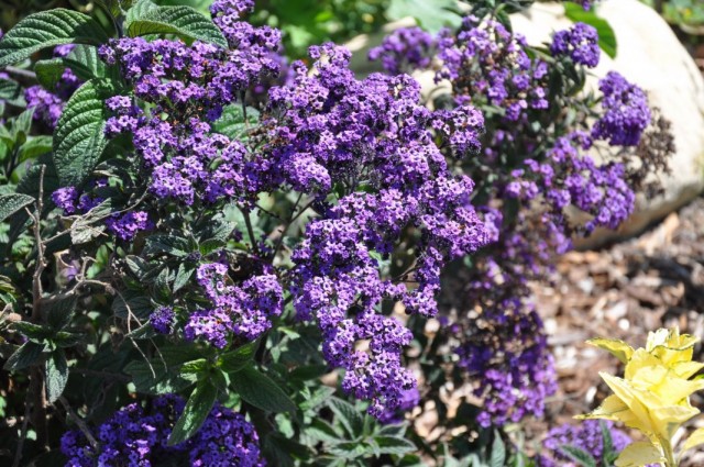 Гелиотроп древовидный (Heliotropium arborescens) Гелиотроп древовидный (Heliotropium arborescens)