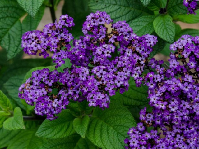 Гелиотроп древовидный (Heliotropium arborescens) Гелиотроп древовидный (Heliotropium arborescens)