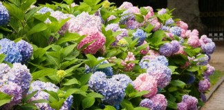 Гортензия крупнолистная (Hydrangea macrophylla)