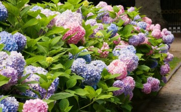 Гортензия крупнолистная (Hydrangea macrophylla)