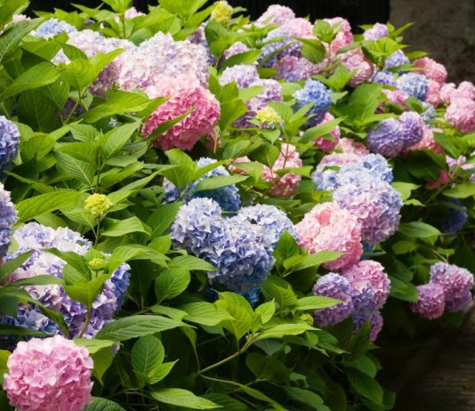 Гортензия крупнолистная (Hydrangea macrophylla)