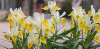 Ирис бухарский (Iris bucharica) или Юнона бухарская (Juno bucharica)