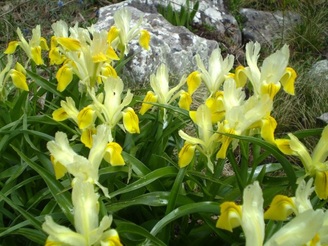 Ирис бухарский (Iris bucharica) или Юнона бухарская (Juno bucharica) Ирис бухарский (Iris bucharica) или Юнона бухарская (Juno bucharica)