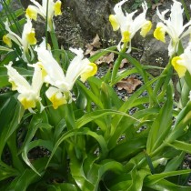 Ирис орхидный (Iris orchioides) или Юнона орхидная (Juno orchioides) Ирис орхидный (Iris orchioides) или Юнона орхидная (Juno orchioides)