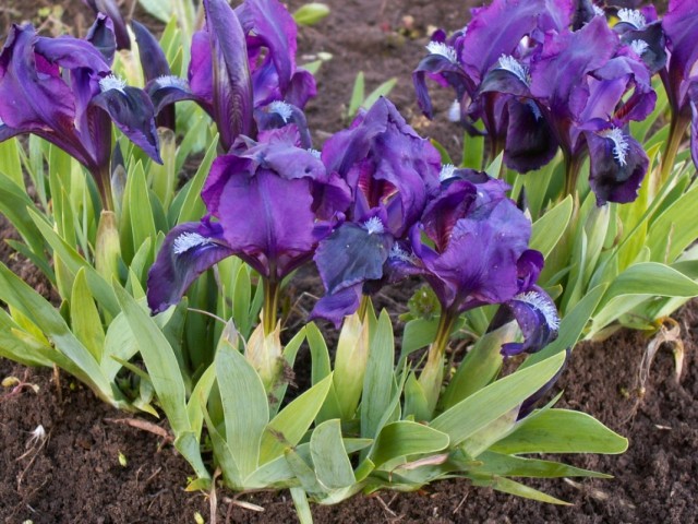 Ирис карликовый (Iris pumila) или Юнона голубая (Juno coerulea)
