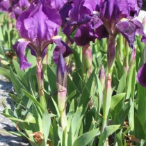 Ирис карликовый (Iris pumila) или Юнона голубая (Juno coerulea) Ирис карликовый (Iris pumila) или Юнона голубая (Juno coerulea)