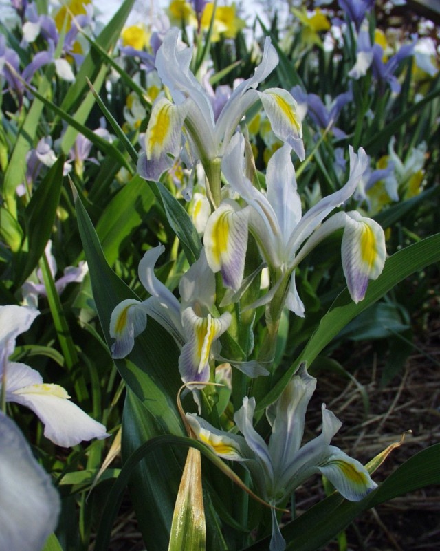 Ирис замещающий (Iris vicaria) или Юнона замещающая (Juno vicaria) Ирис замещающий (Iris vicaria) или Юнона замещающая (Juno vicaria)