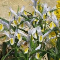 Ирис замещающий (Iris vicaria) или Юнона замещающая (Juno vicaria) Ирис замещающий (Iris vicaria) или Юнона замещающая (Juno vicaria)