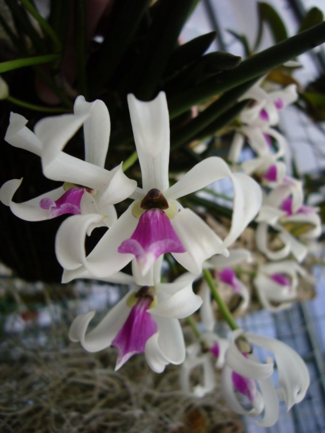 Орхидея Лептотес двуцветный (Leptotes bicolor) Орхидея Лептотес двуцветный (Leptotes bicolor)