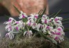 Орхидея Лептотес (Leptotes)